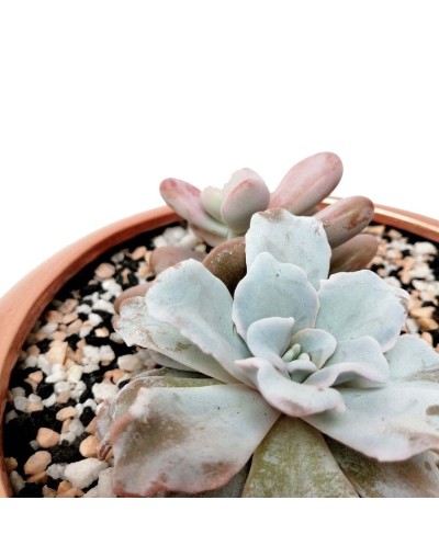 Suculentas mix