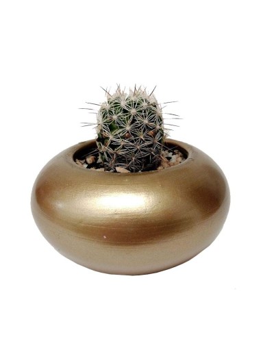 Cactus mammillaria marcosii