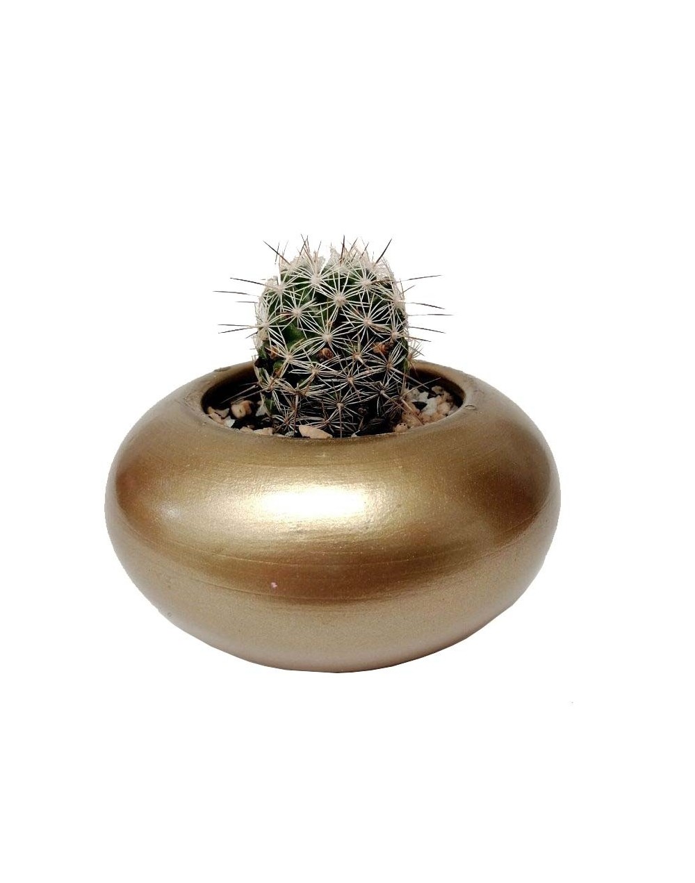 Cactus mammillaria marcosii