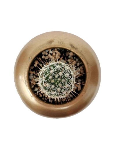 Cactus mammillaria marcosii