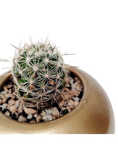 Cactus mammillaria marcosii