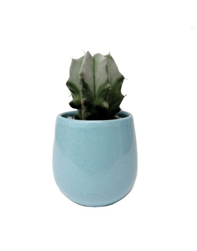 Cactus lemaireocereus pruinosus