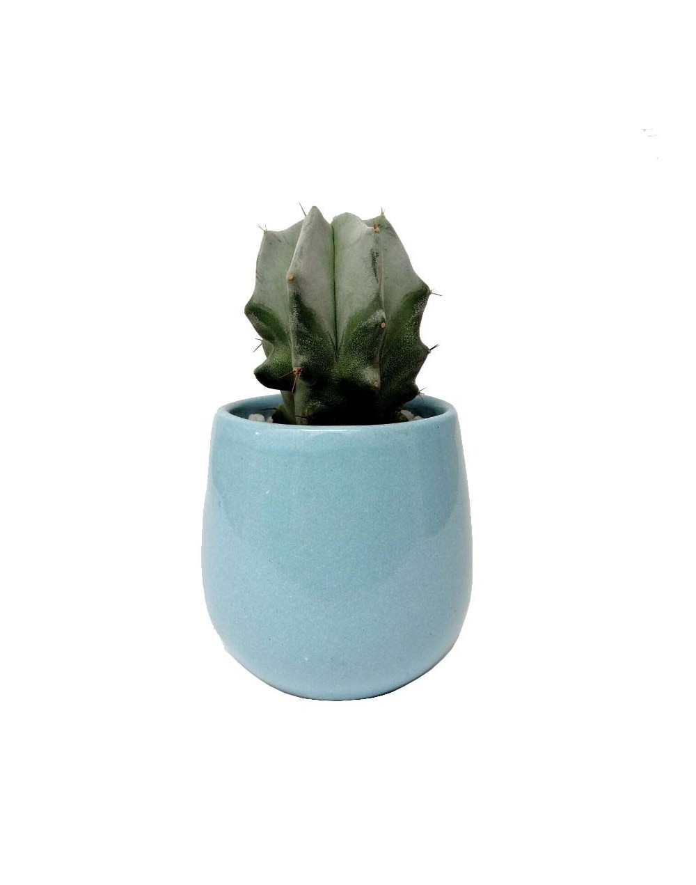 Cactus lemaireocereus pruinosus
