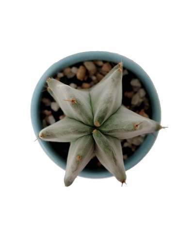 Cactus lemaireocereus pruinosus