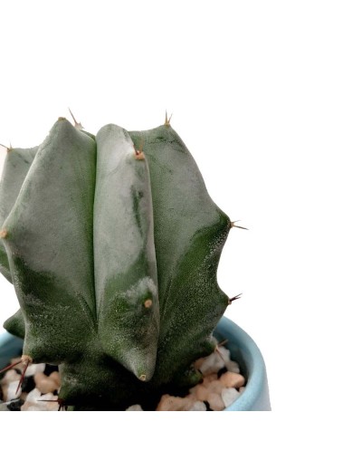 Cactus lemaireocereus pruinosus