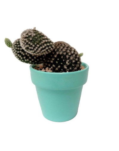 Cactus alas de ángel