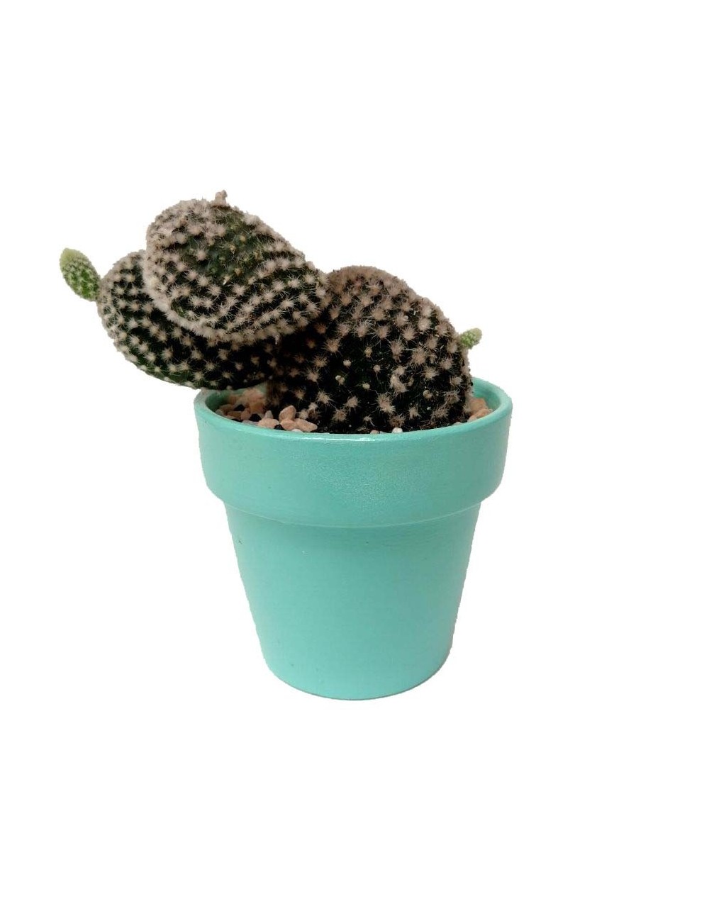 Cactus alas de ángel
