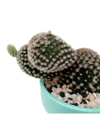 Cactus alas de ángel