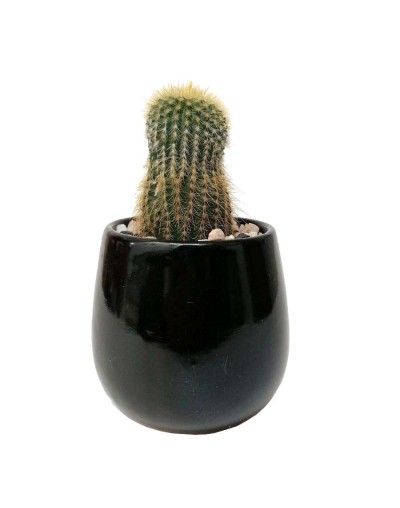 Cactus parodia leninghausii