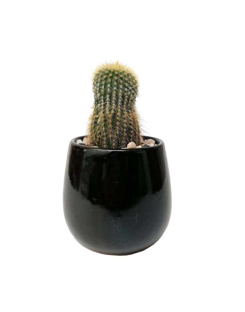 Cactus parodia leninghausii