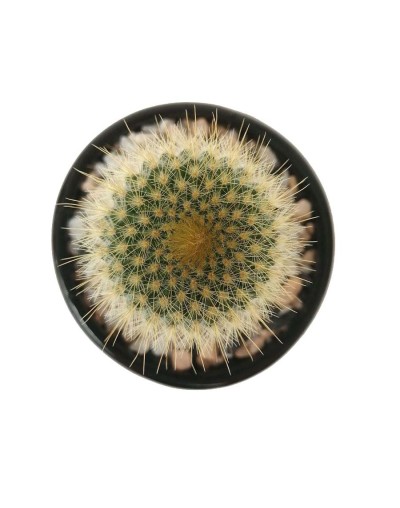 Cactus parodia leninghausii