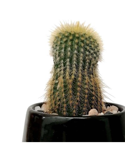 Cactus parodia leninghausii