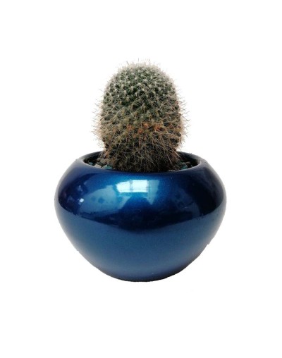 Cactus mammillaria bocasana
