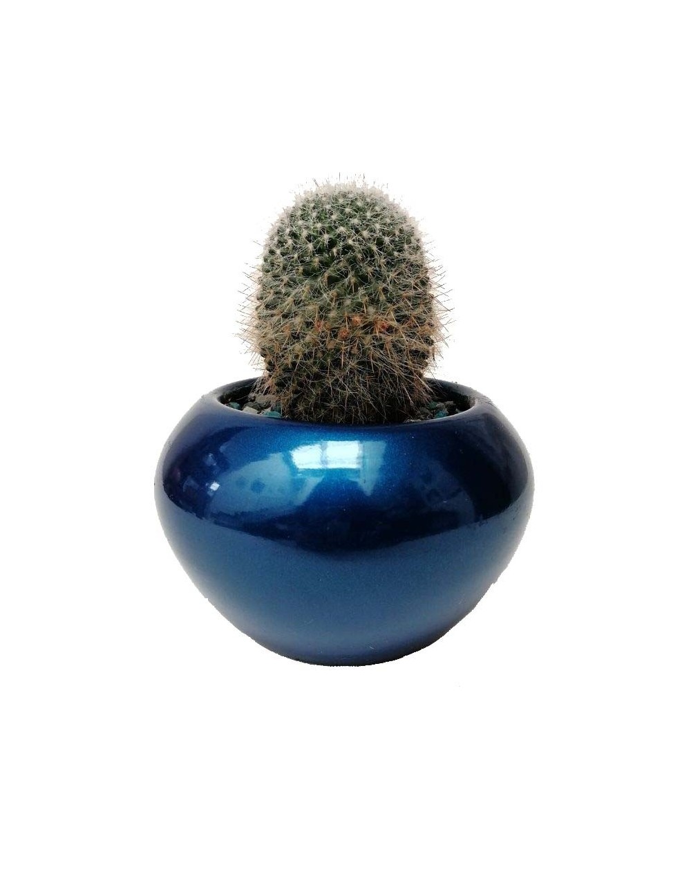 Cactus mammillaria bocasana