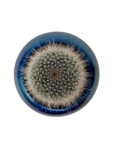 Cactus mammillaria bocasana