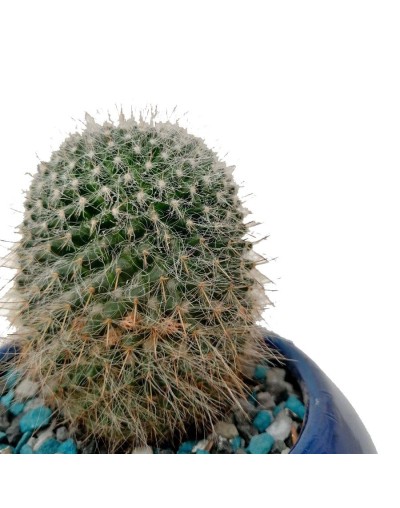 Cactus mammillaria bocasana