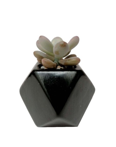 Suculenta almendra rosada