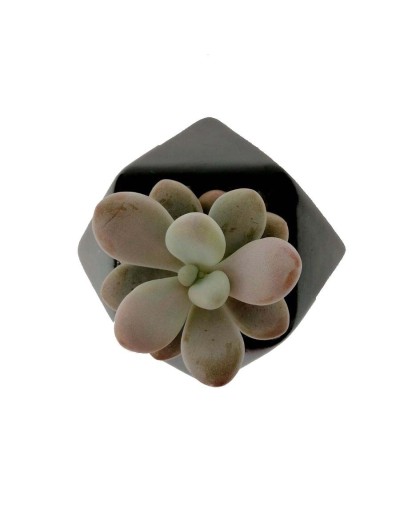 Suculenta almendra rosada