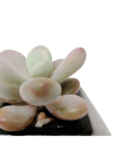 Suculenta almendra rosada