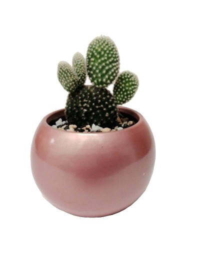 Cactus alas de ángel