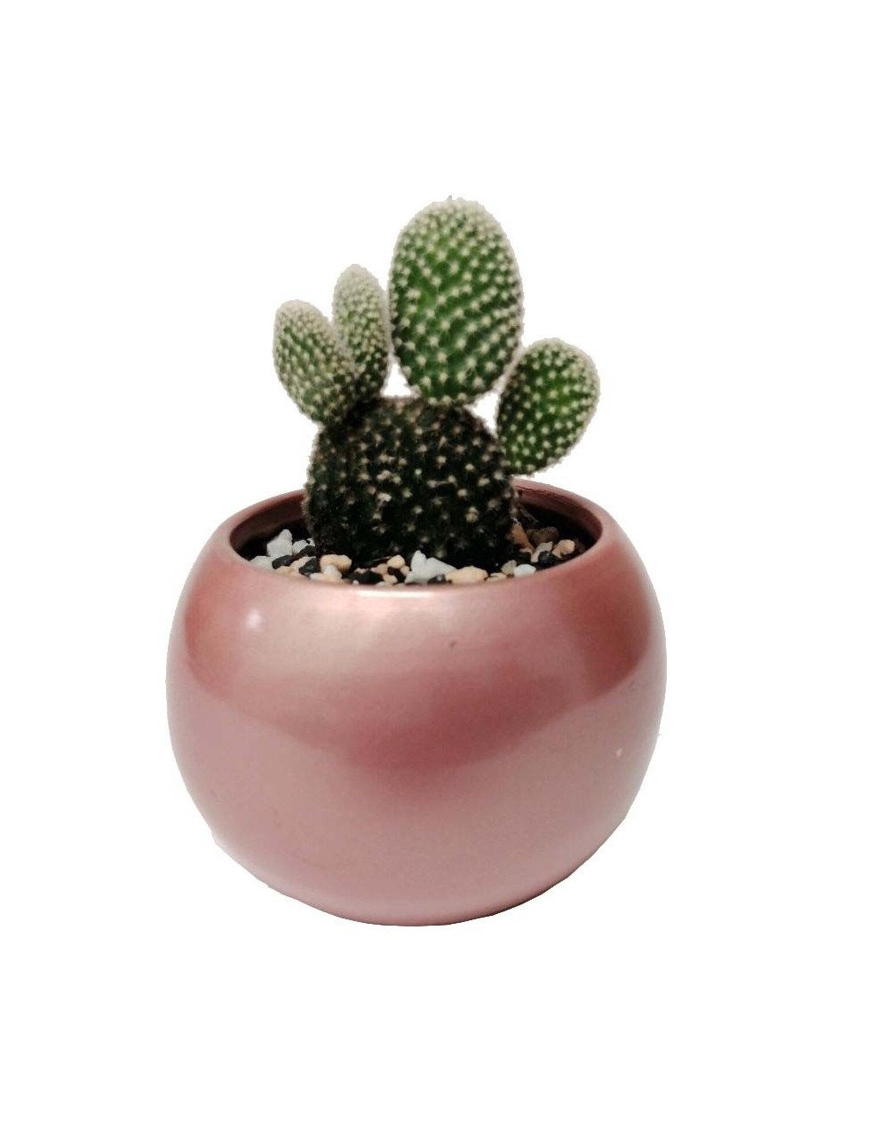 Cactus alas de ángel