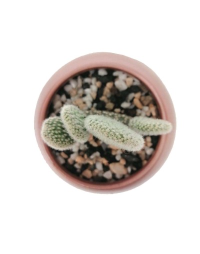 Cactus alas de ángel