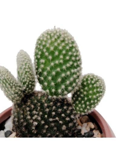 Cactus alas de ángel