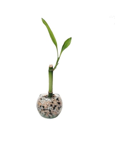 Bambú  lucky bamboo mini