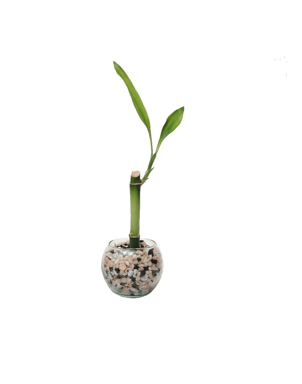 Bambú  lucky bamboo mini