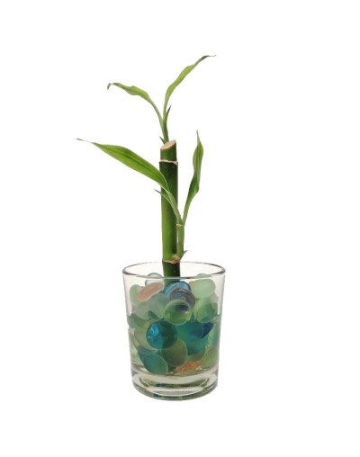 Bambú  lucky bamboo mediano