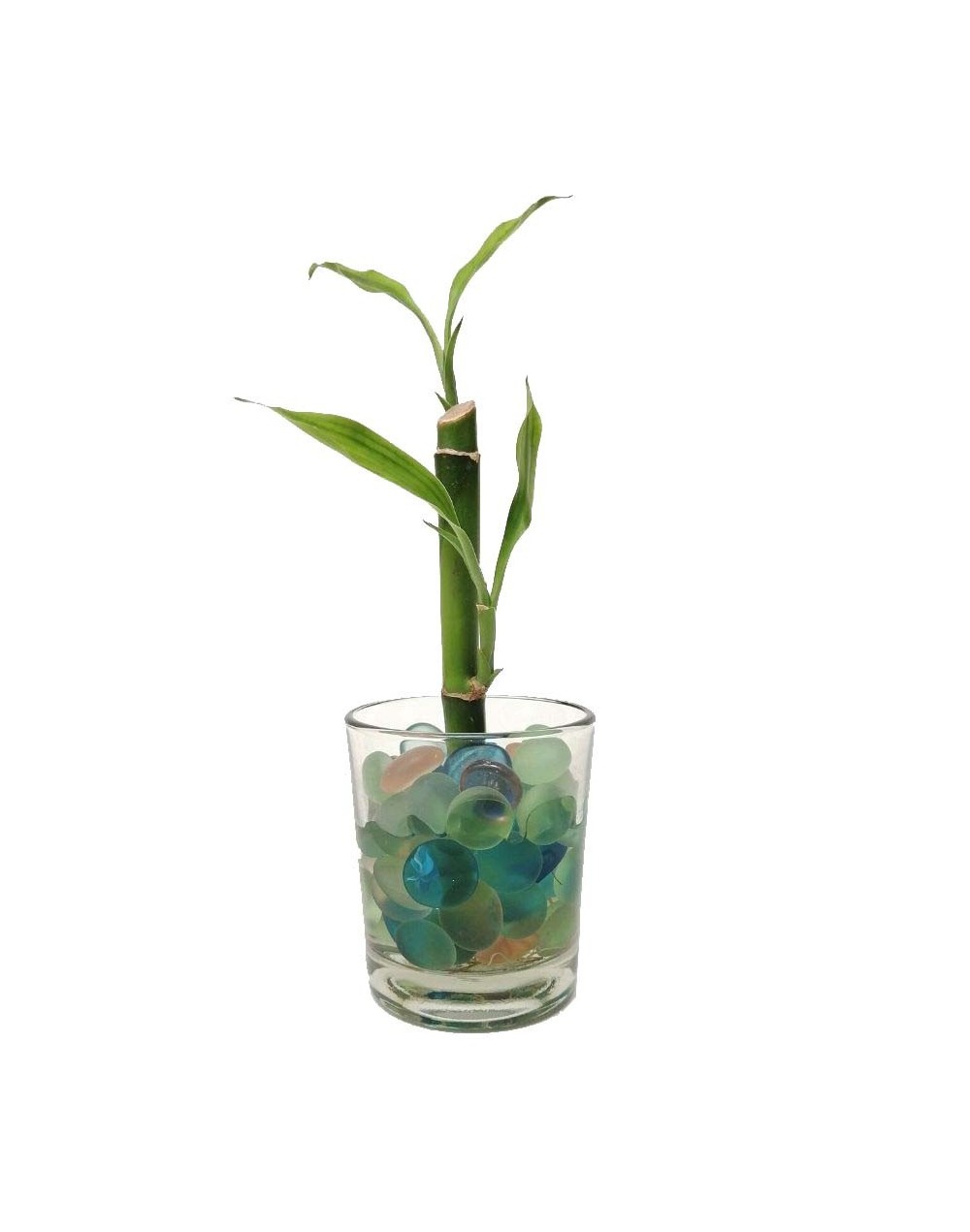 Bambú  lucky bamboo mediano