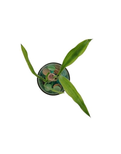 Bambú  lucky bamboo mediano
