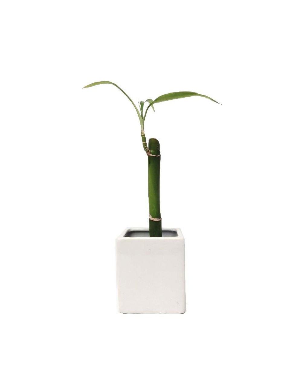 Bambú  lucky bamboo mediano