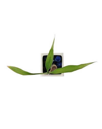 Bambú  lucky bamboo mediano