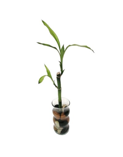 Bambú  lucky bamboo grande