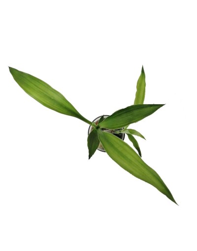 Bambú  lucky bamboo grande