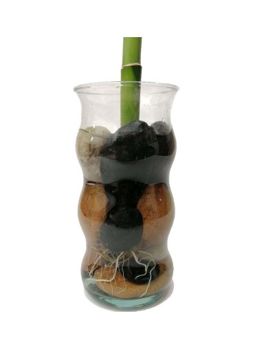 Bambú  lucky bamboo grande
