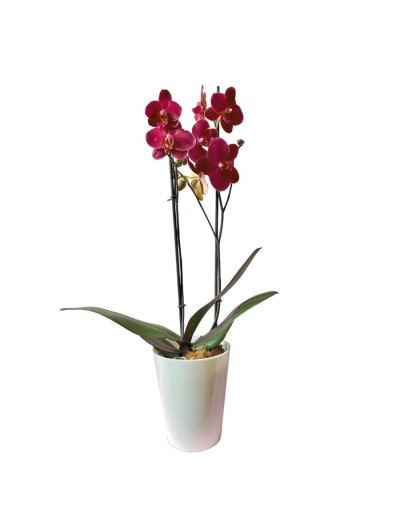 Orquidea mariposa 