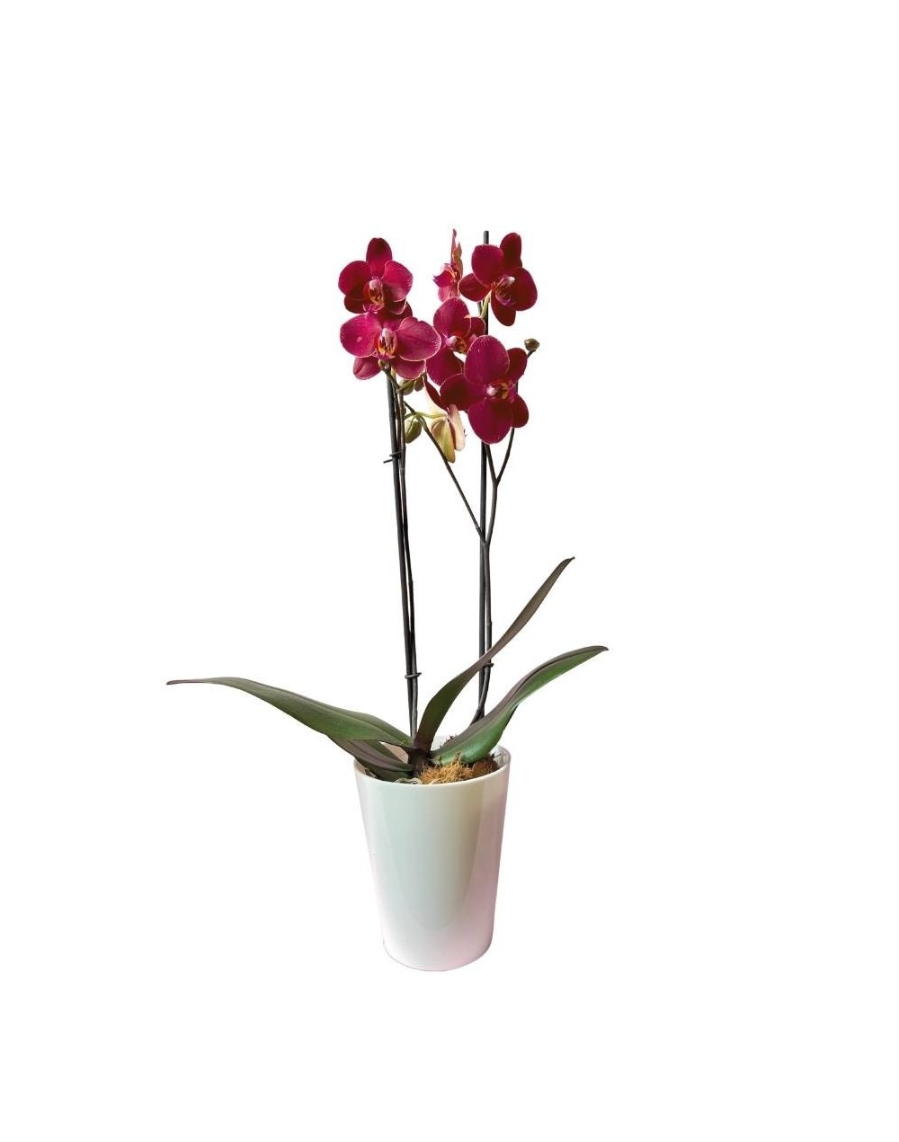 Orquidea mariposa 