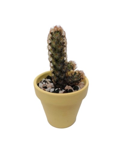 Cactus mammillaria elongata