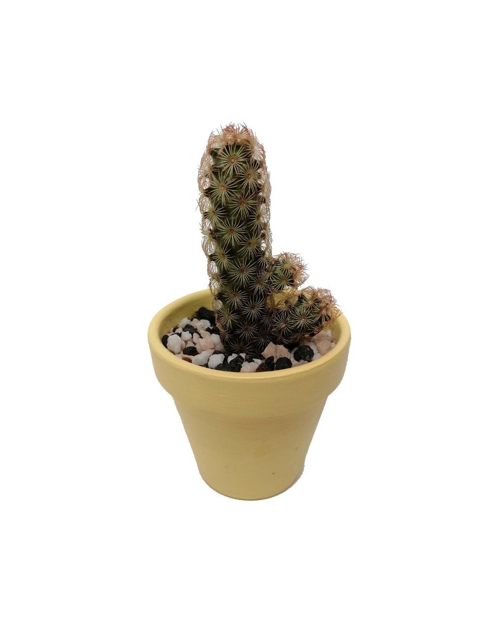 Cactus mammillaria elongata