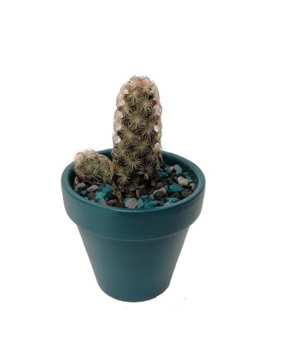 Cactus mammillaria elongata
