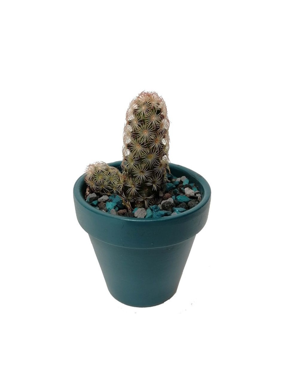 Cactus mammillaria elongata