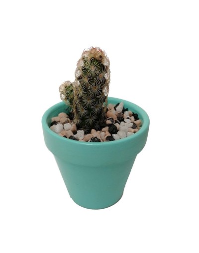 Cactus mammillaria elongata