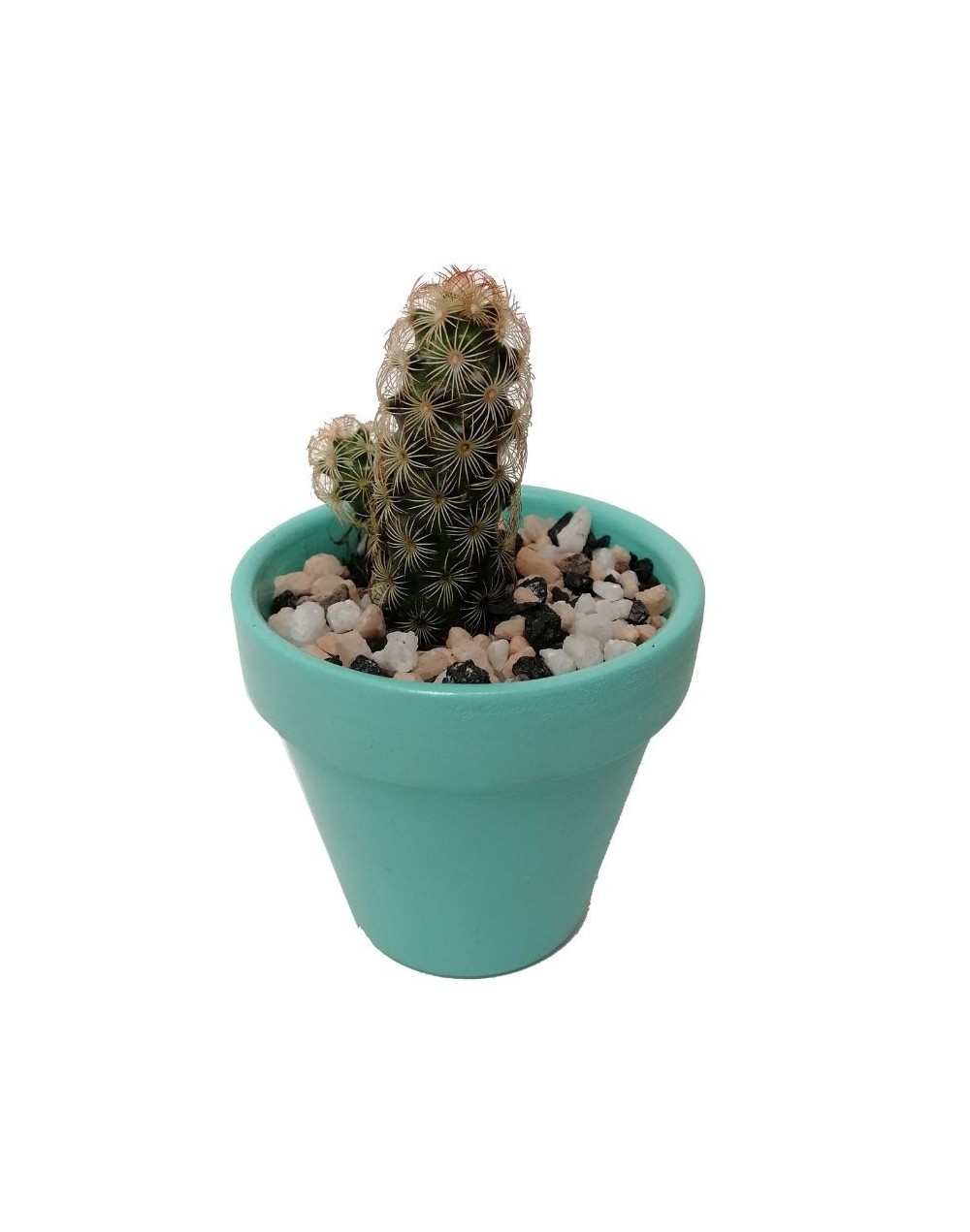 Cactus mammillaria elongata