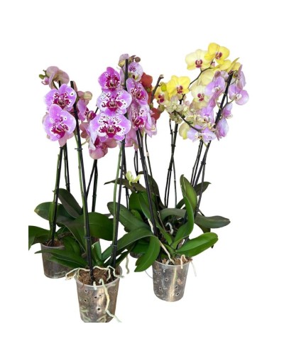 Orquidea mariposa 