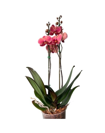 Orquidea mariposa 
