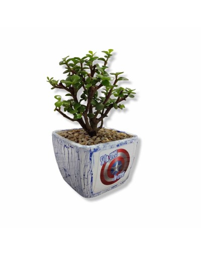 Bonsai en matera personalizada