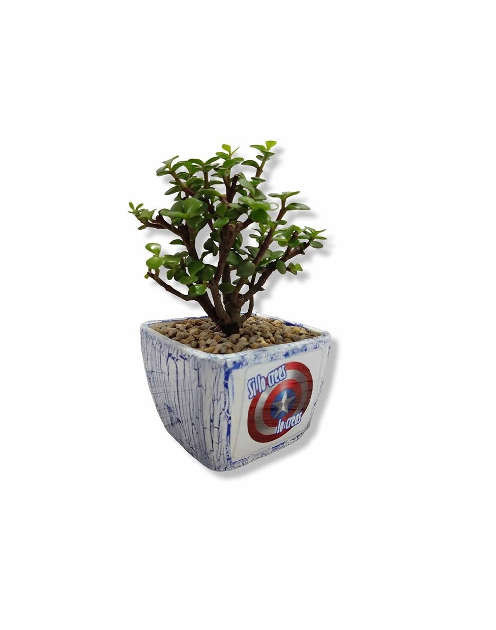 Bonsai en matera personalizada