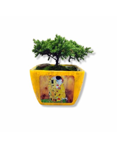 Bonsai en matera personalizada